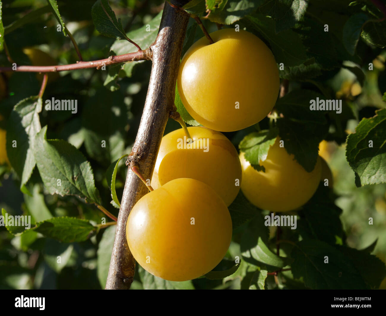 Close-up of a plum tree Stock Photo