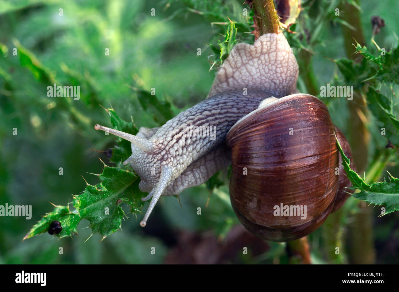 Common Snail (Helix aspersa), Belgium Stock Photo