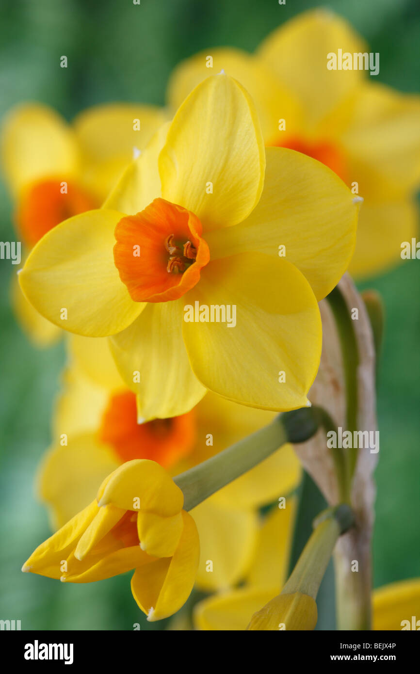 Narcissus (Daffodil) Div.8 Tazetta Stock Photo Alamy