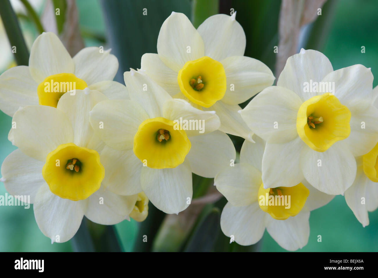 Narcissus 'Minnow'  AGM (Daffodil) Div.8 Tazetta Stock Photo