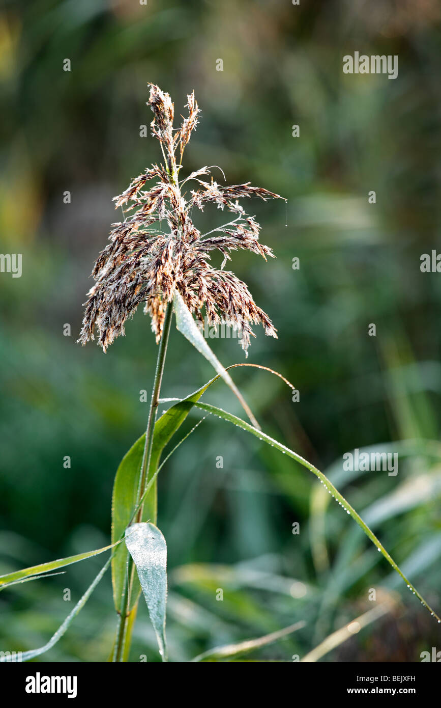 Common reed flower head (Phragmites australis), Belgium Stock Photo