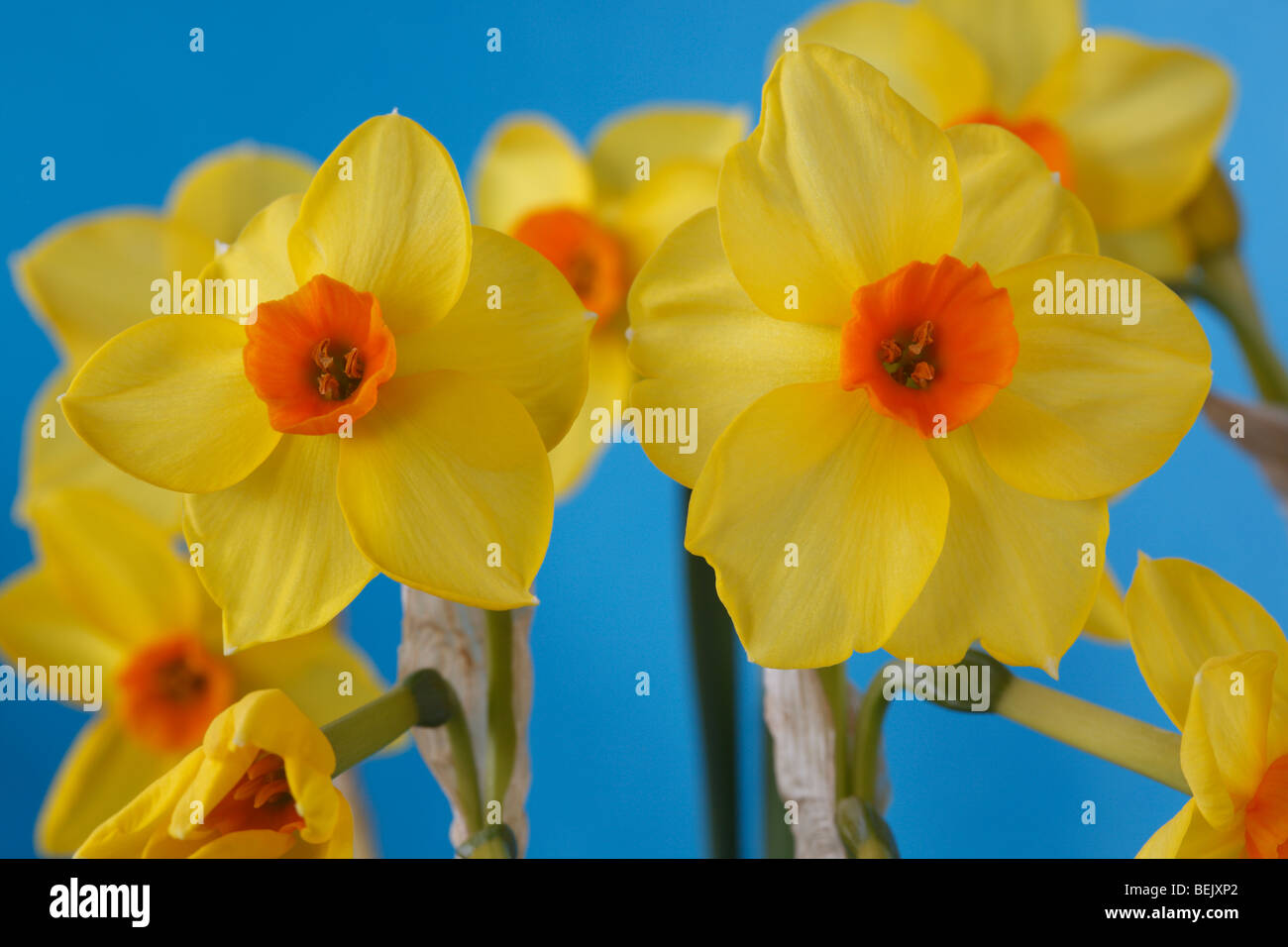Narcissus (Daffodil) Div.8 Tazetta Stock Photo Alamy