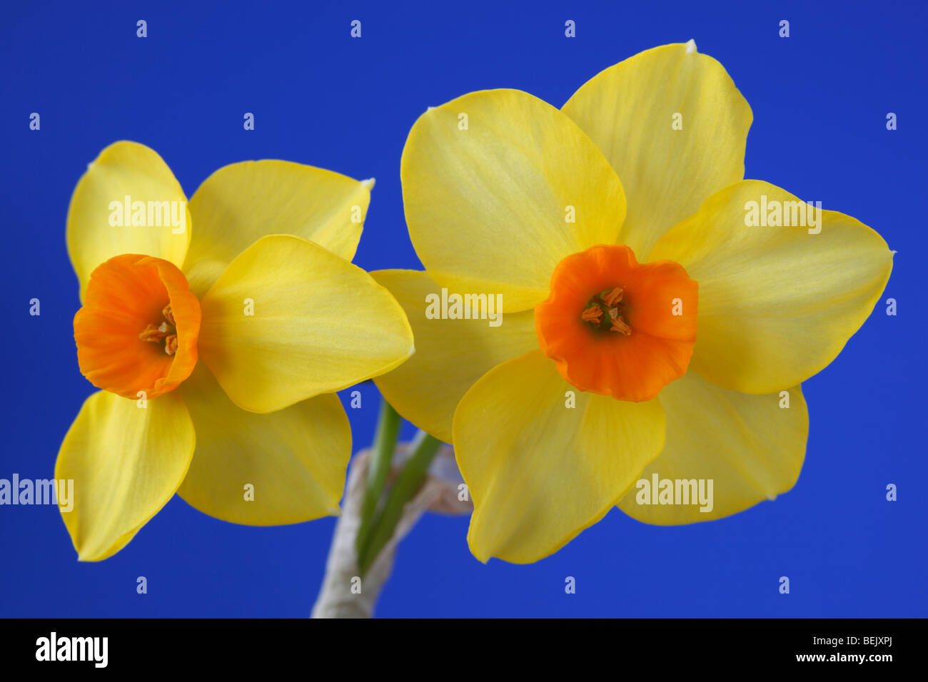 Narcissus (Daffodil) Div.8 Tazetta Stock Photo Alamy