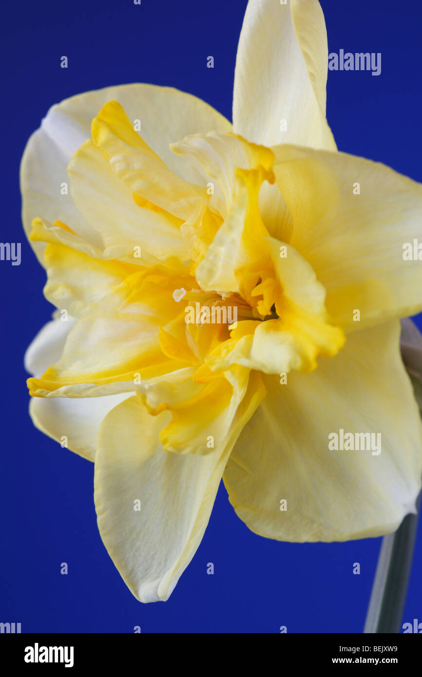 Narcissus 'Lemon Beauty' (Daffodil) Div.11b Split-corona Papillon Stock Photo
