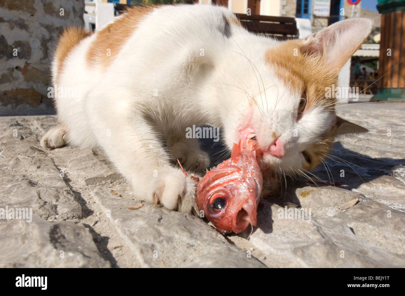 A stray cat on a Greek harbourside with a scavenged fish Stock Photo
