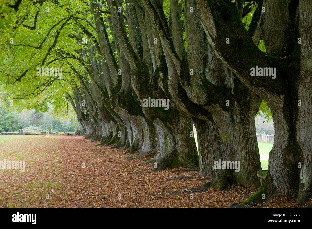 Row of small leaved lime trees (Tilia cordata) in garden of the Cistercian abbey of Noirlac, France Stock Photo