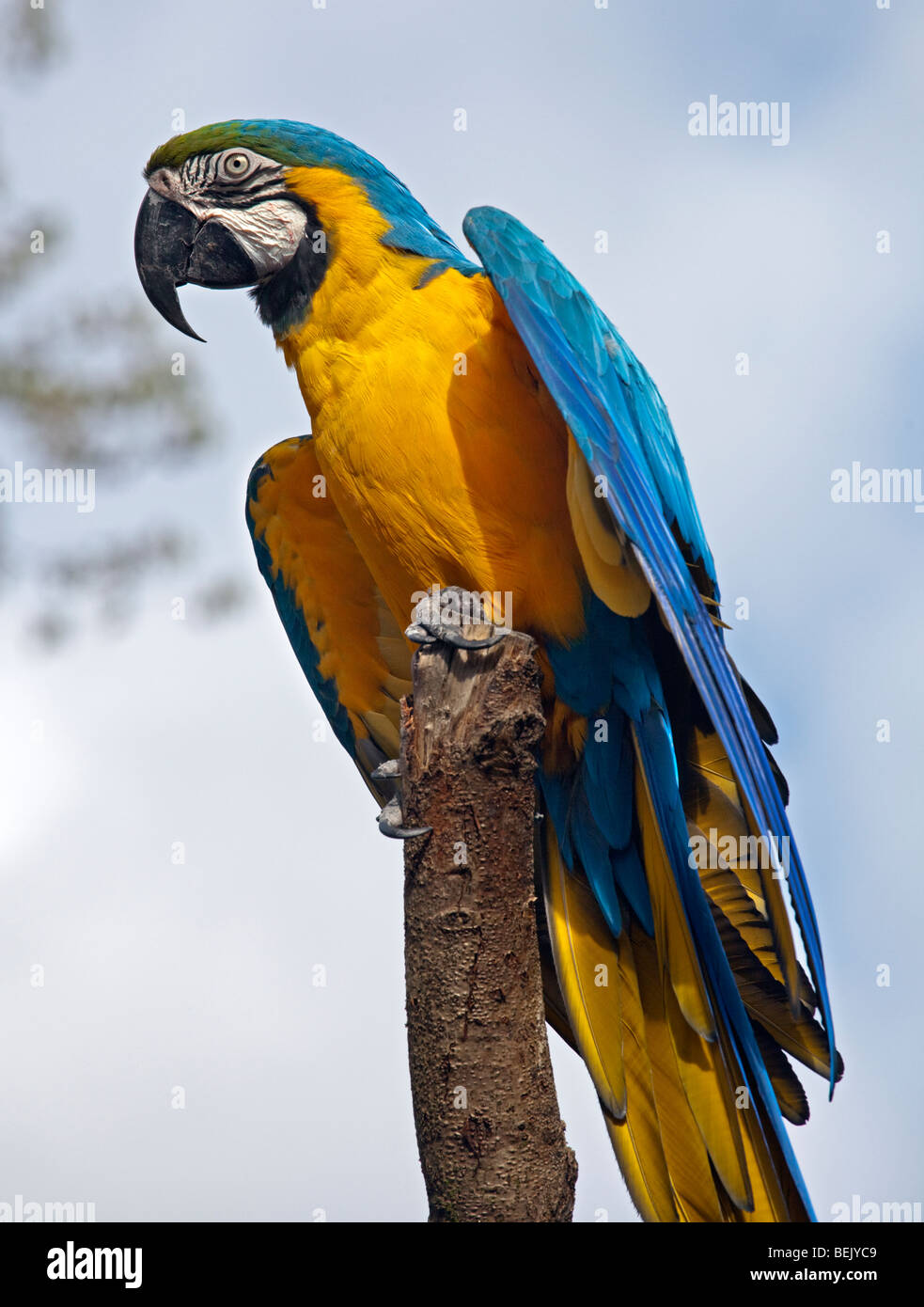 Blue and Yellow Macaw (ara ararauna) Stock Photo