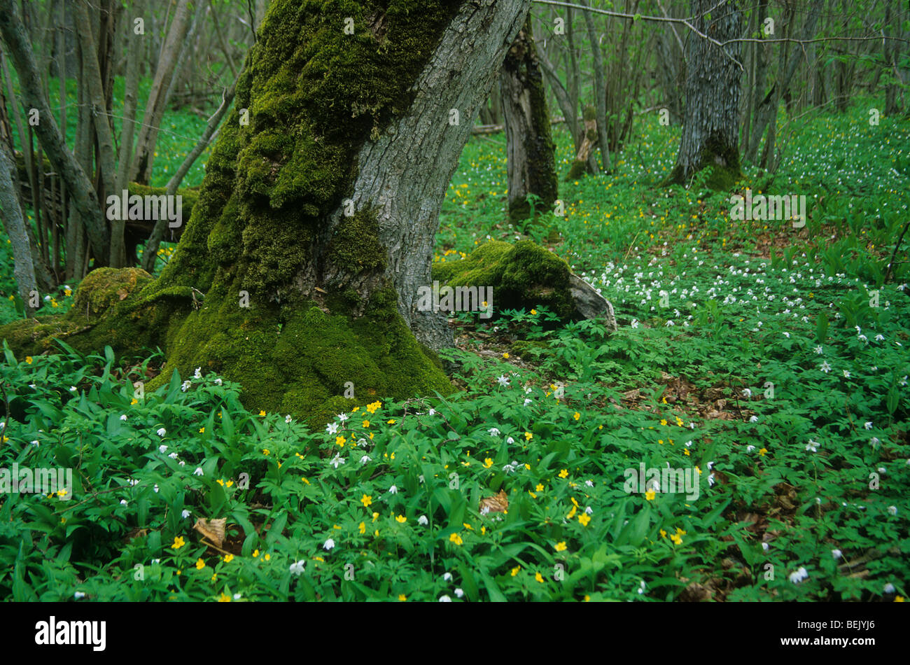 Spithami Forest with lime and maple trees and spring flowers like Wood anemones ...