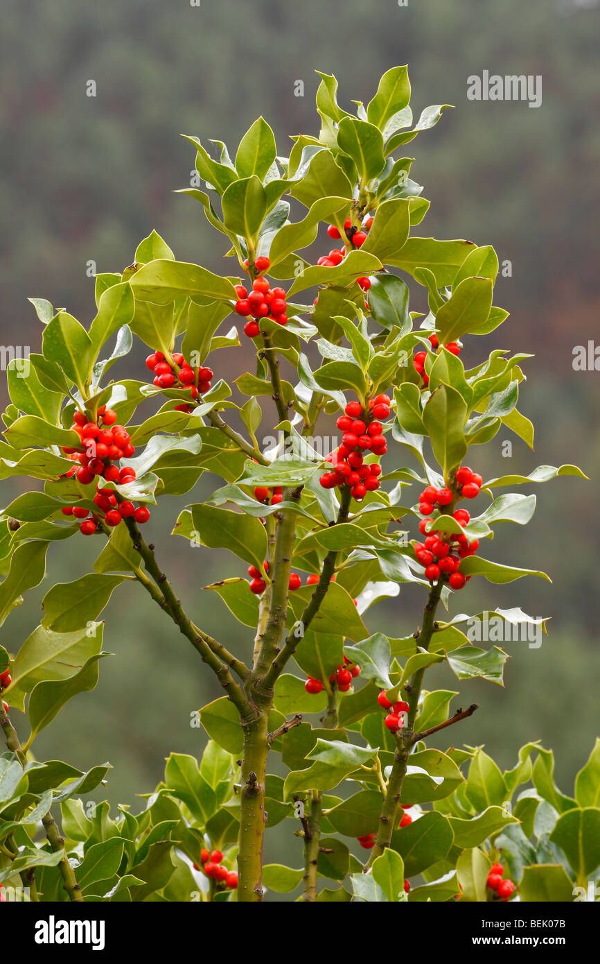 Holly berries Ilex aquifolium Stock Photo Alamy
