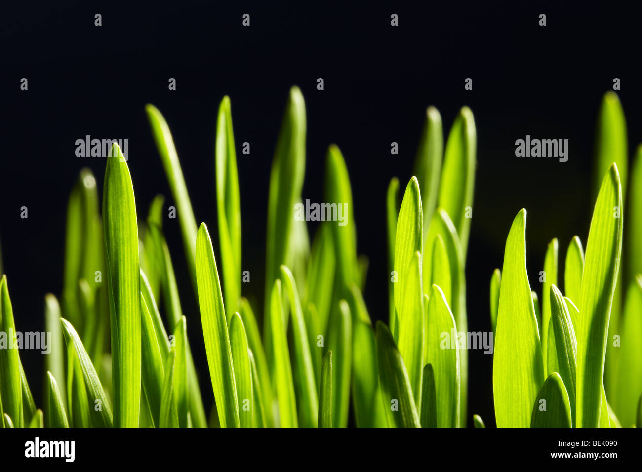 Close up of New Growth of Grass Shoots Stock Photo