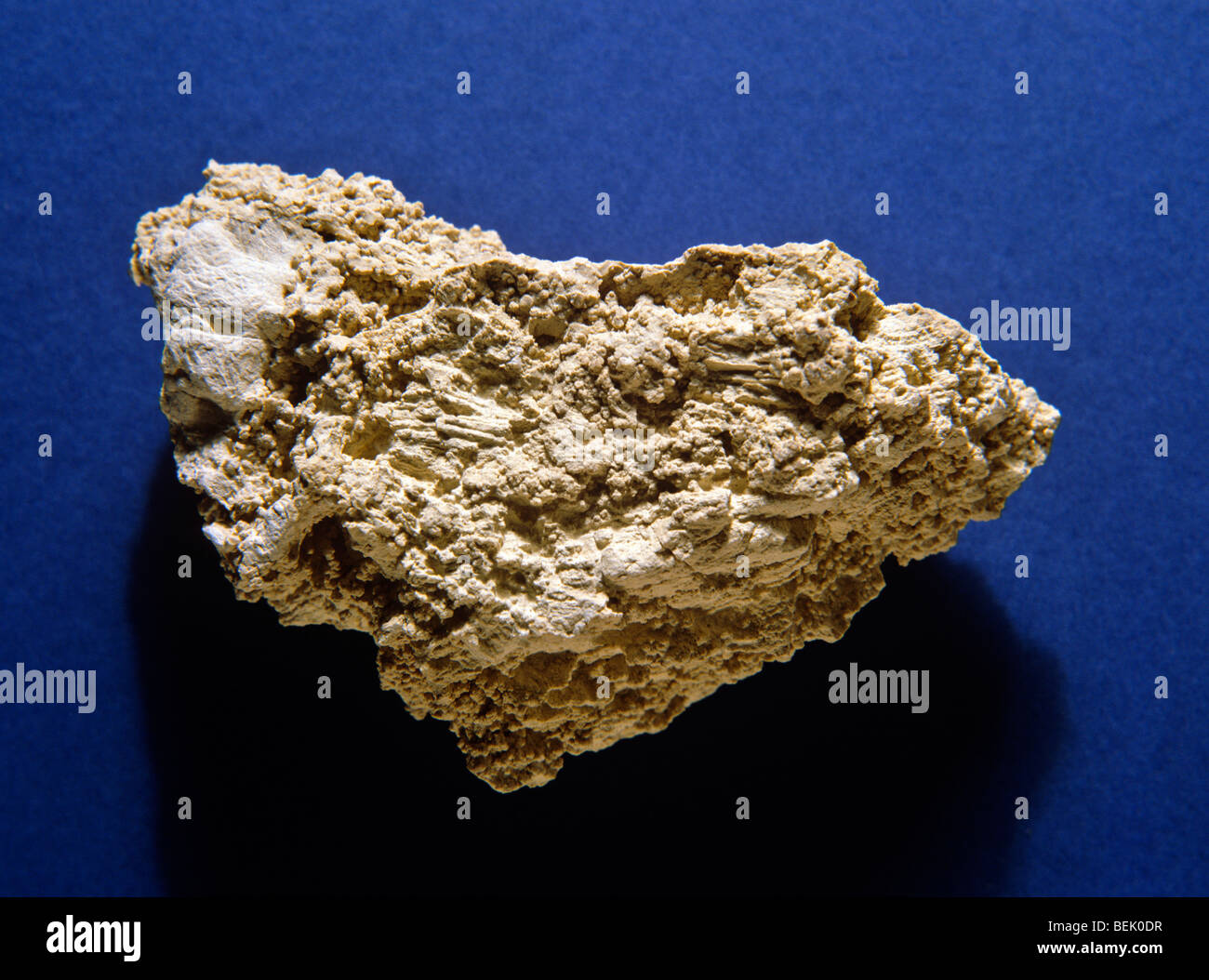 Piece of magnesium limestone brecchia. ROCK. ENGLAND Stock Photo Alamy