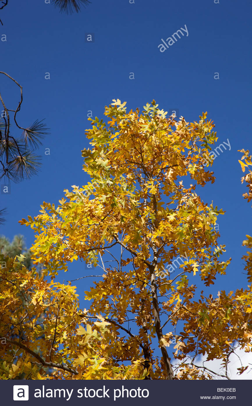 Gambel Oak High Resolution Stock Photography and Images Alamy