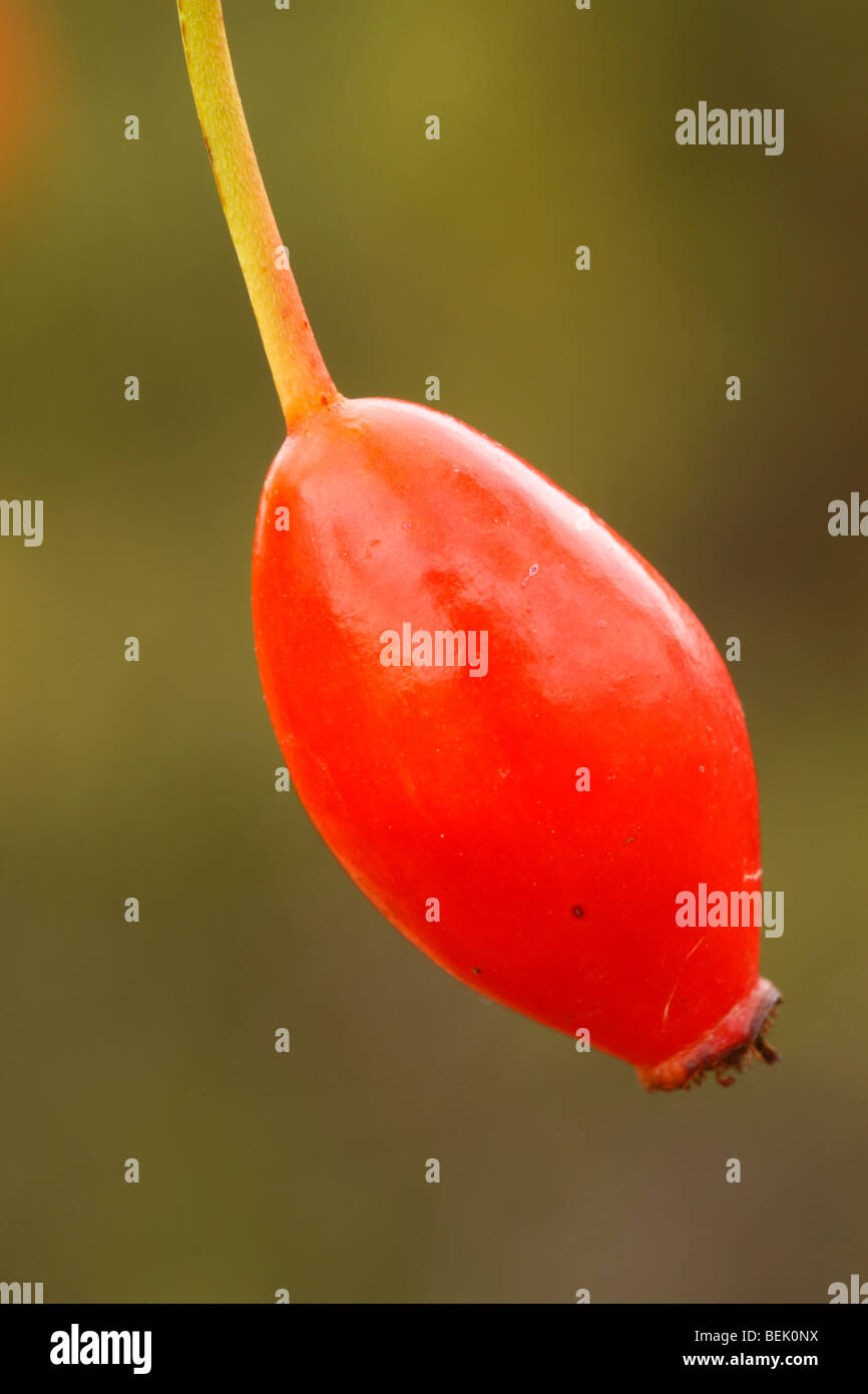 Rose hips hip hi-res stock photography and images - Alamy