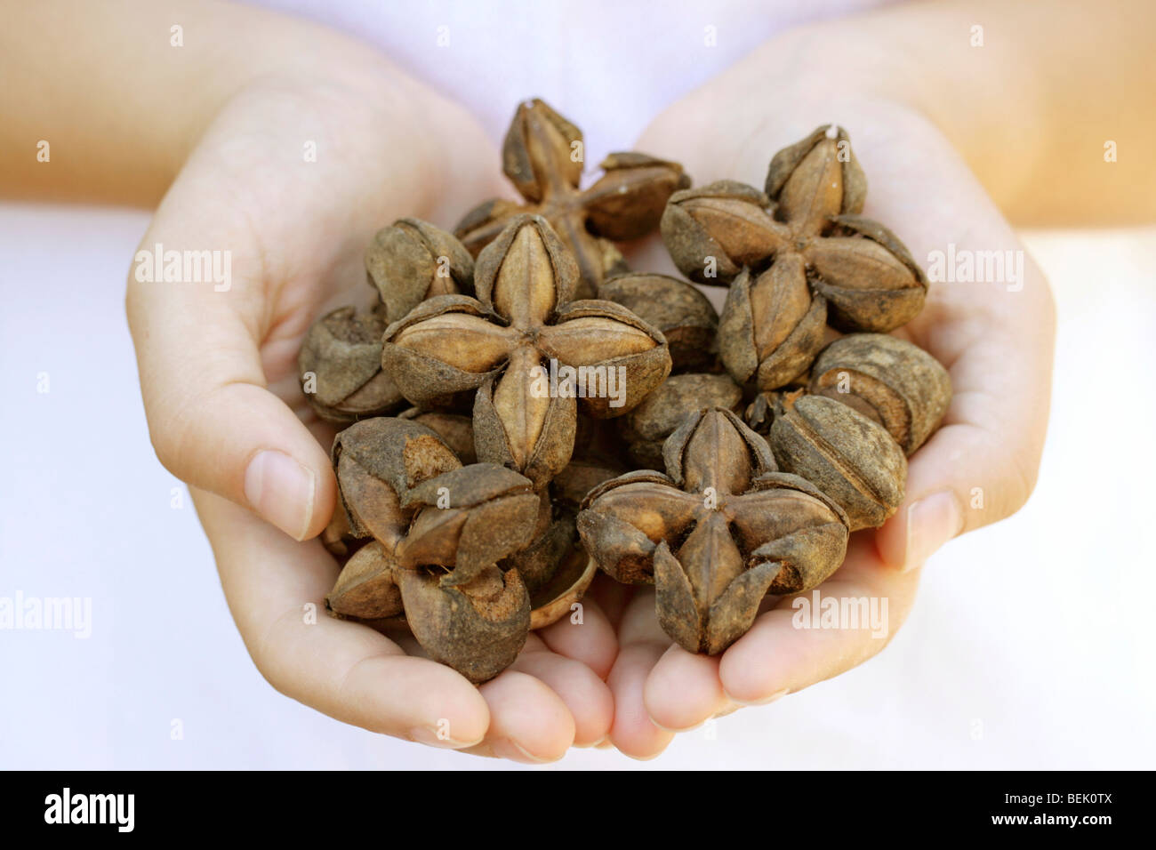 Sacha inchi nuts (Plukenetia volubilis) Stock Photo