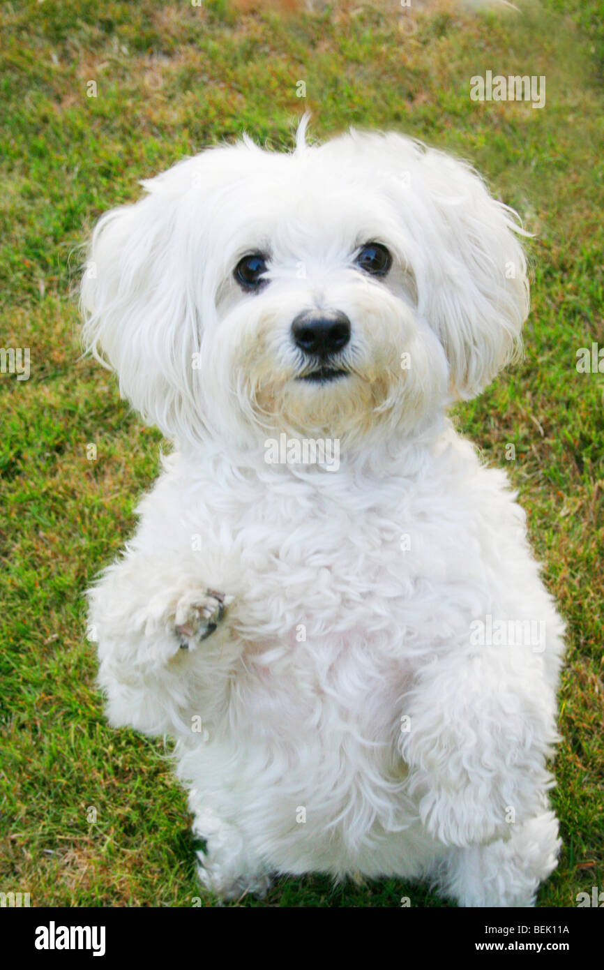 white toy dog Stock Photo
