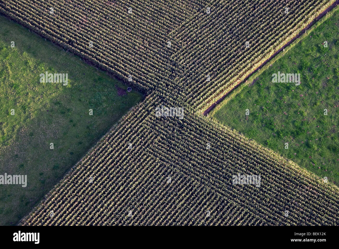 Aerial view over maizefield / cornfield in autumn, Belgium Stock Photo
