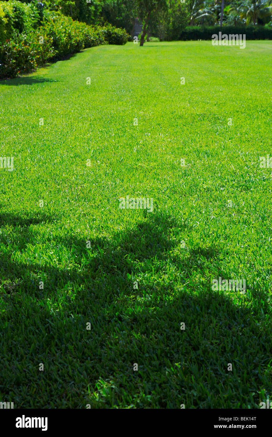 Trees in a park Stock Photo - Alamy