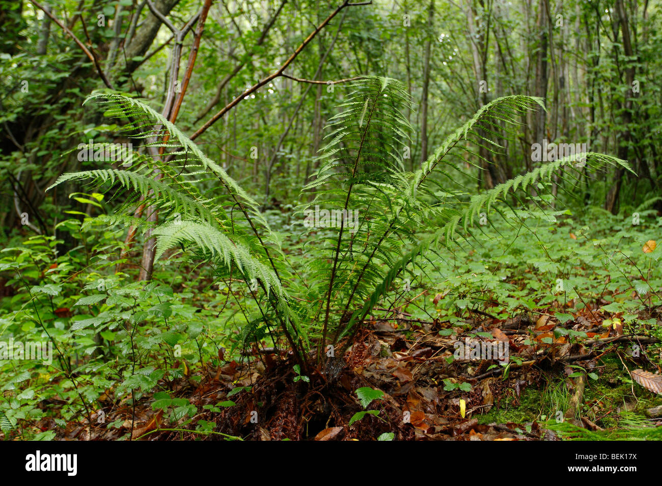 Fern forest hi-res stock photography and images - Alamy