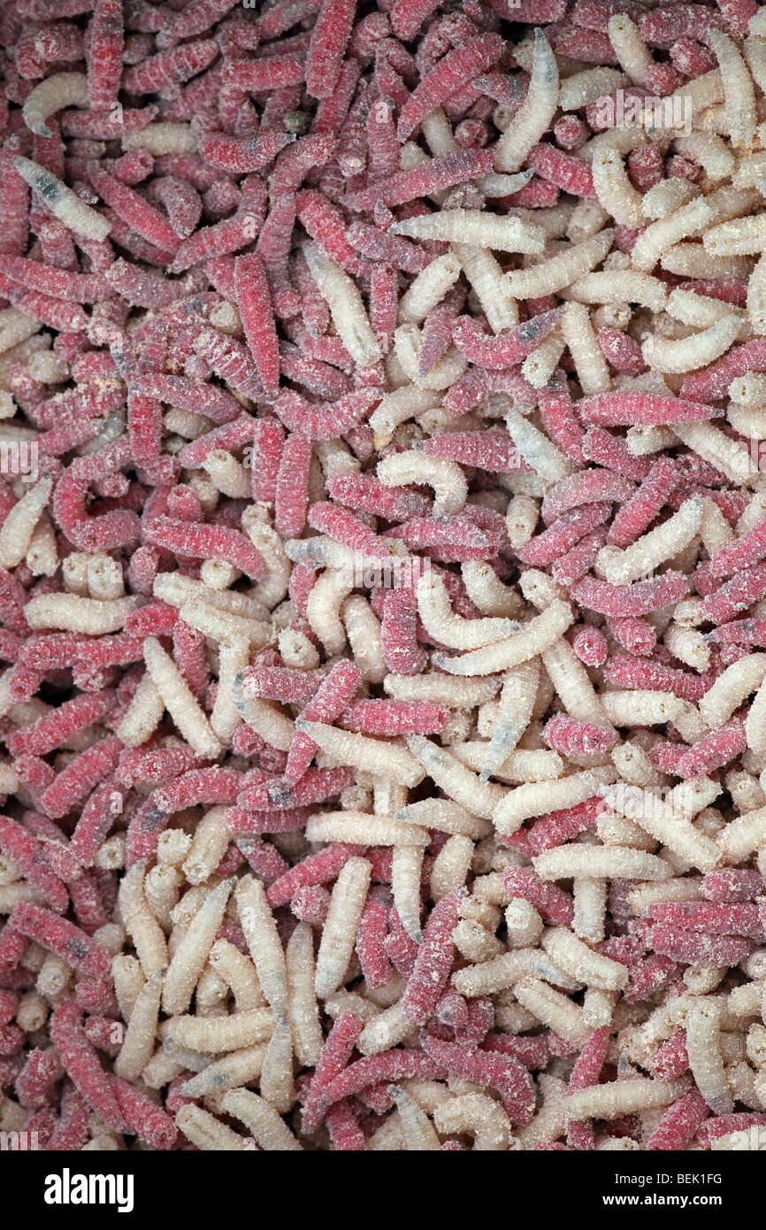 White maggots hi-res stock photography and images - Alamy