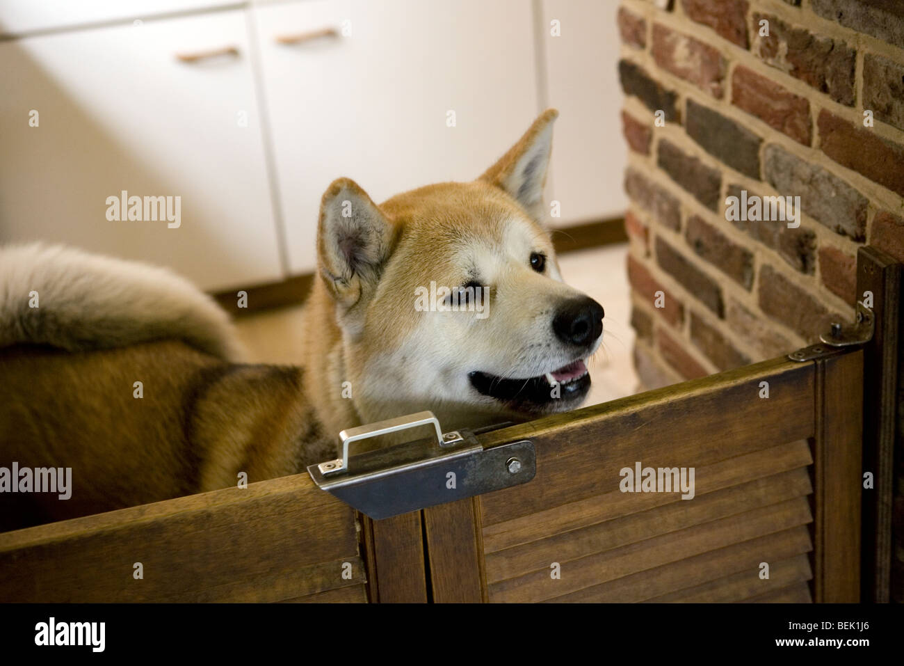 small akita inu