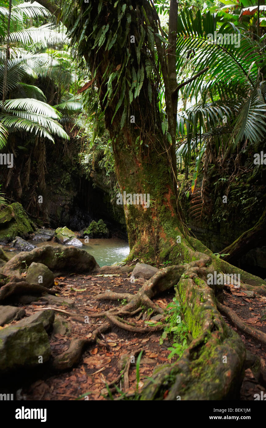 Trees in a rainforest, El Yunque Rainforest, Puerto Rico Stock Photo