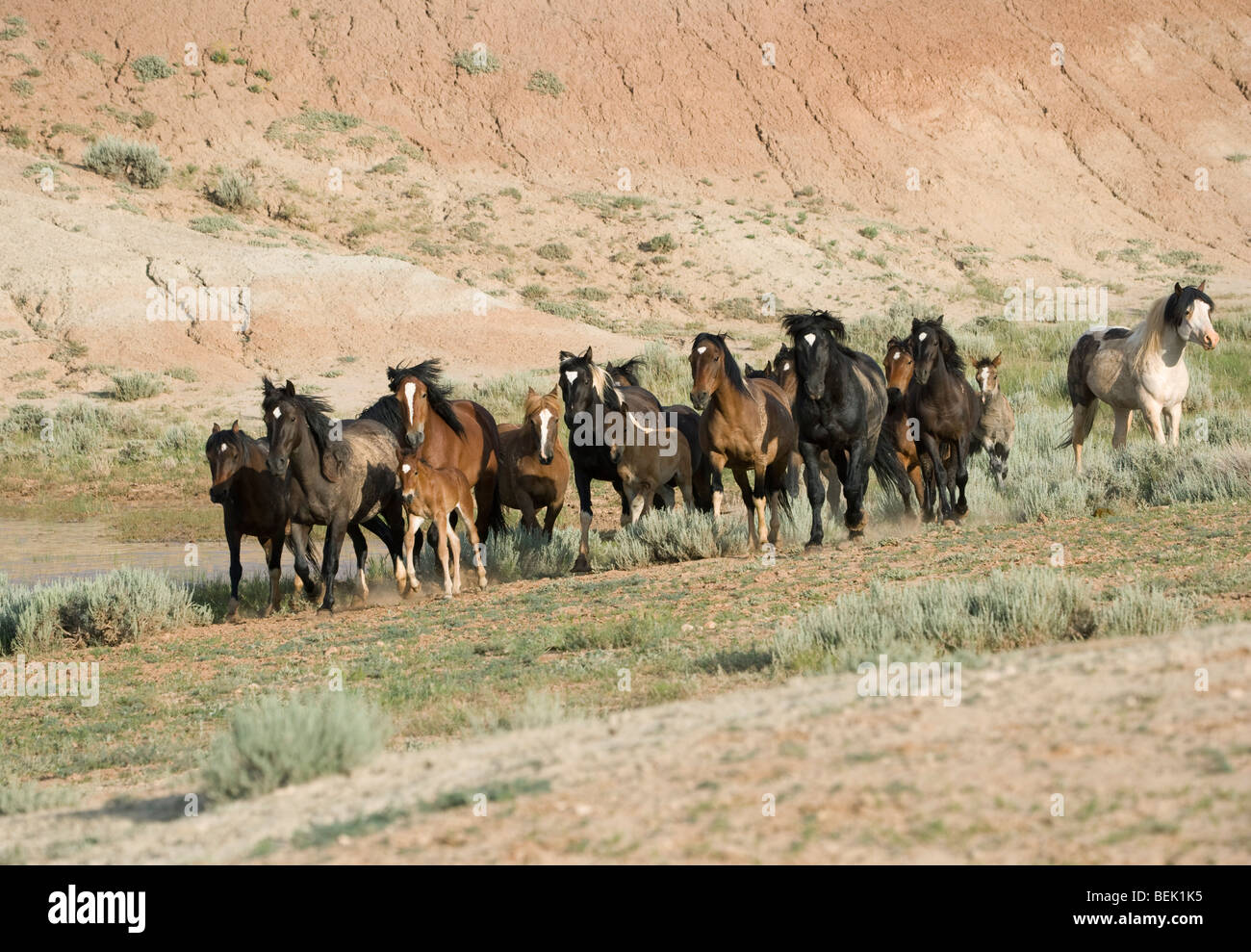Animal Horse McCullough Peaks Mustang Wild US USA Stock Photo Alamy