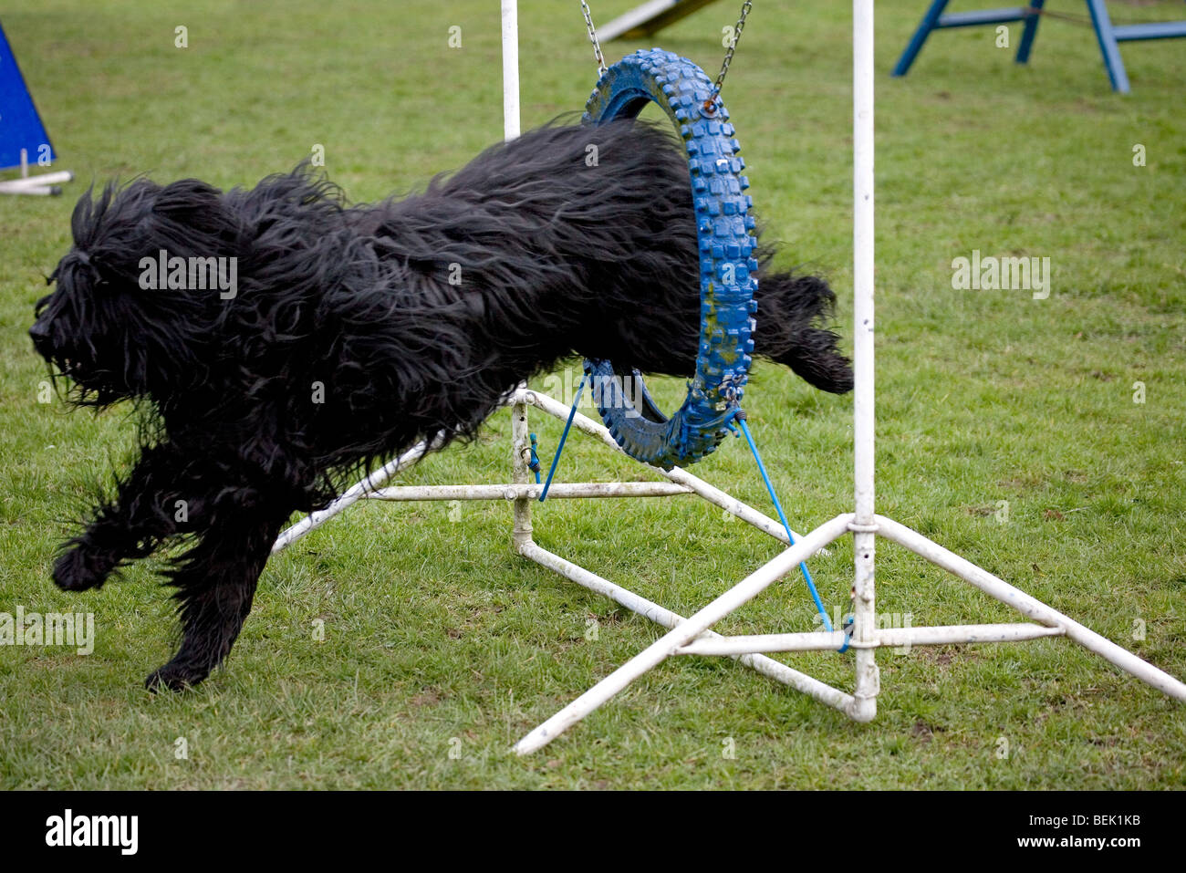 Briand dog (Canis lupus familiaris) running through tyres at obstacle course Stock Photo