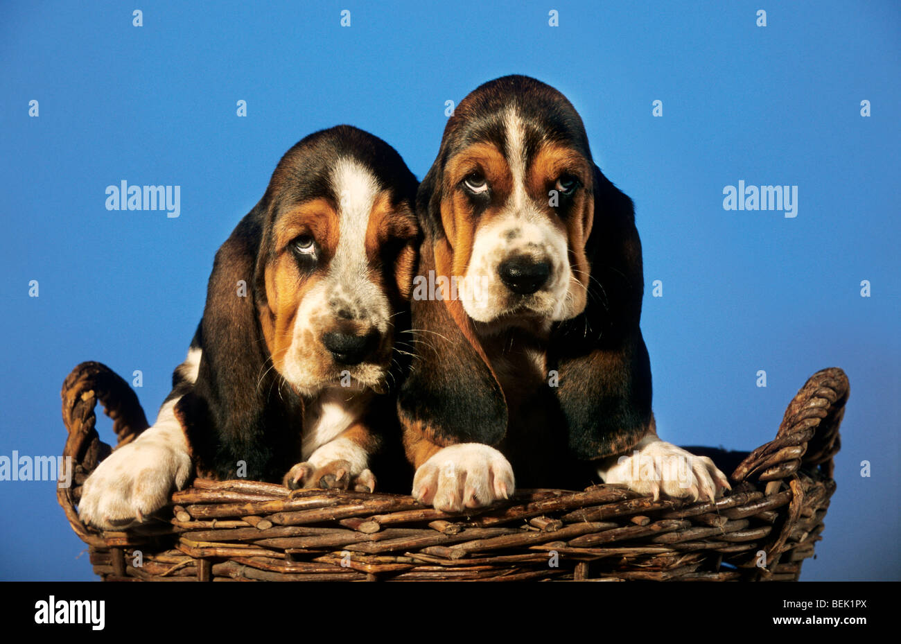 Two cute Basset hound dog pups (Canis lupus familiaris) sitting in a basket Stock Photo