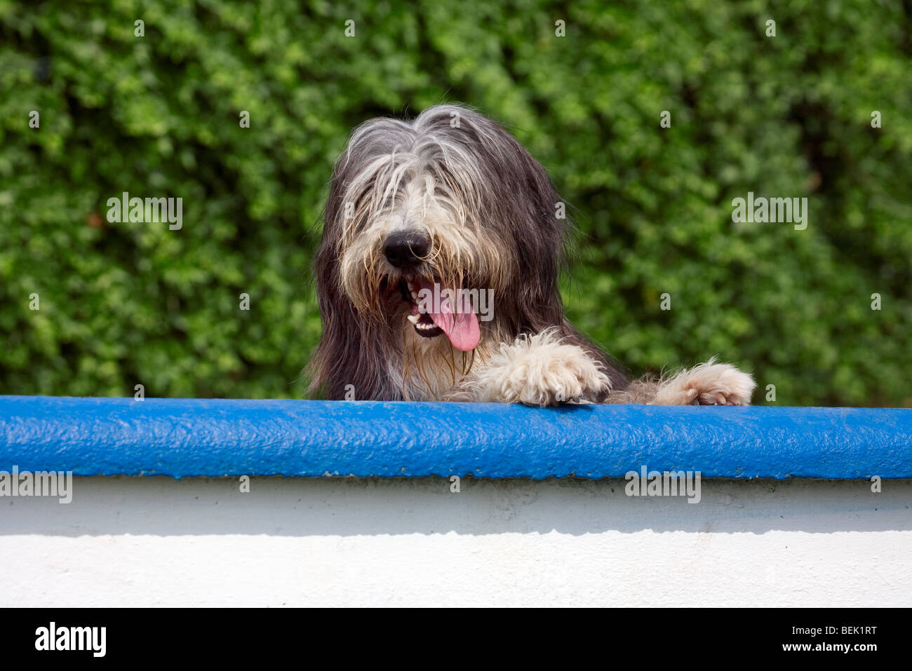 Bearded collie gasping in garden Stock Photo