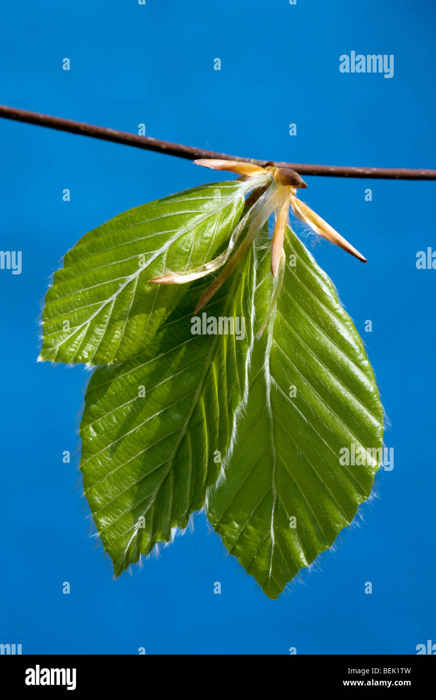 Beech leaves (Fagus sylvatica) in spring against a blue sky , Belgium Stock Photo