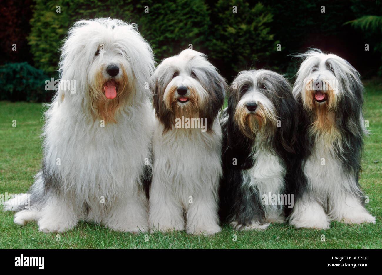 Bobtail collie and Bearded collies sitting outdoor next to each other on lawn in garden Stock Photo