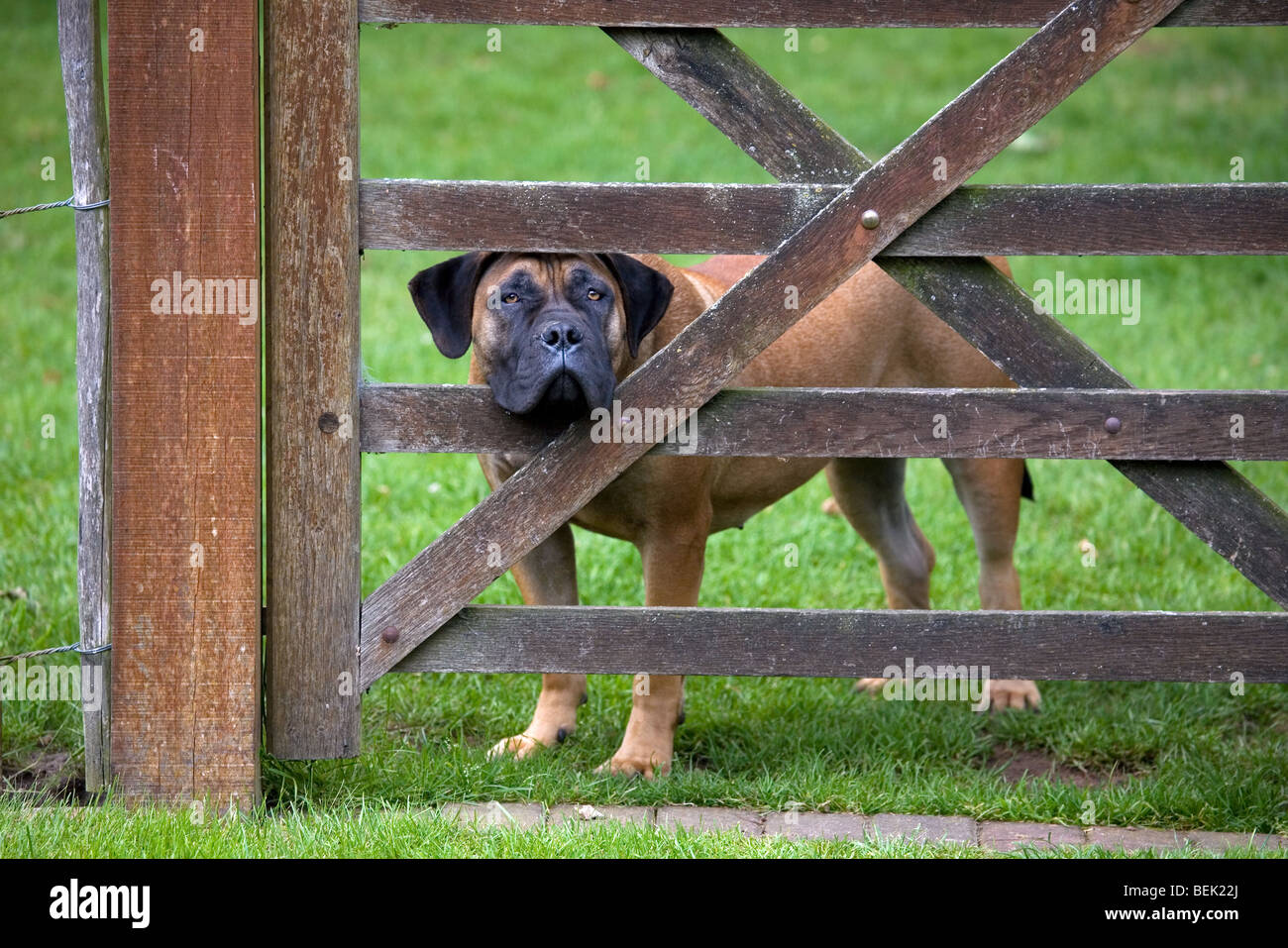 Curious Boerboel, South African guard dog looking through fence in field Stock Photo