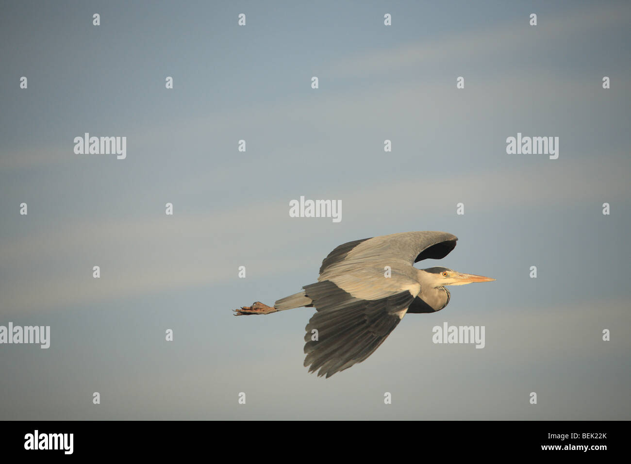 Grey Heron 'on the wing'. Stock Photo