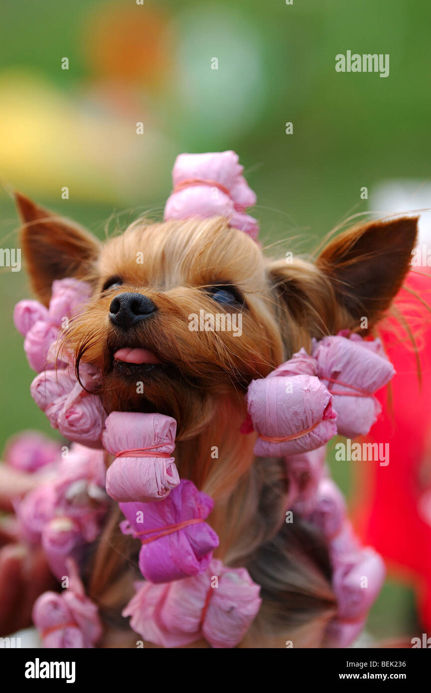 Yorkshire terrier portrait in curl-papers Stock Photo