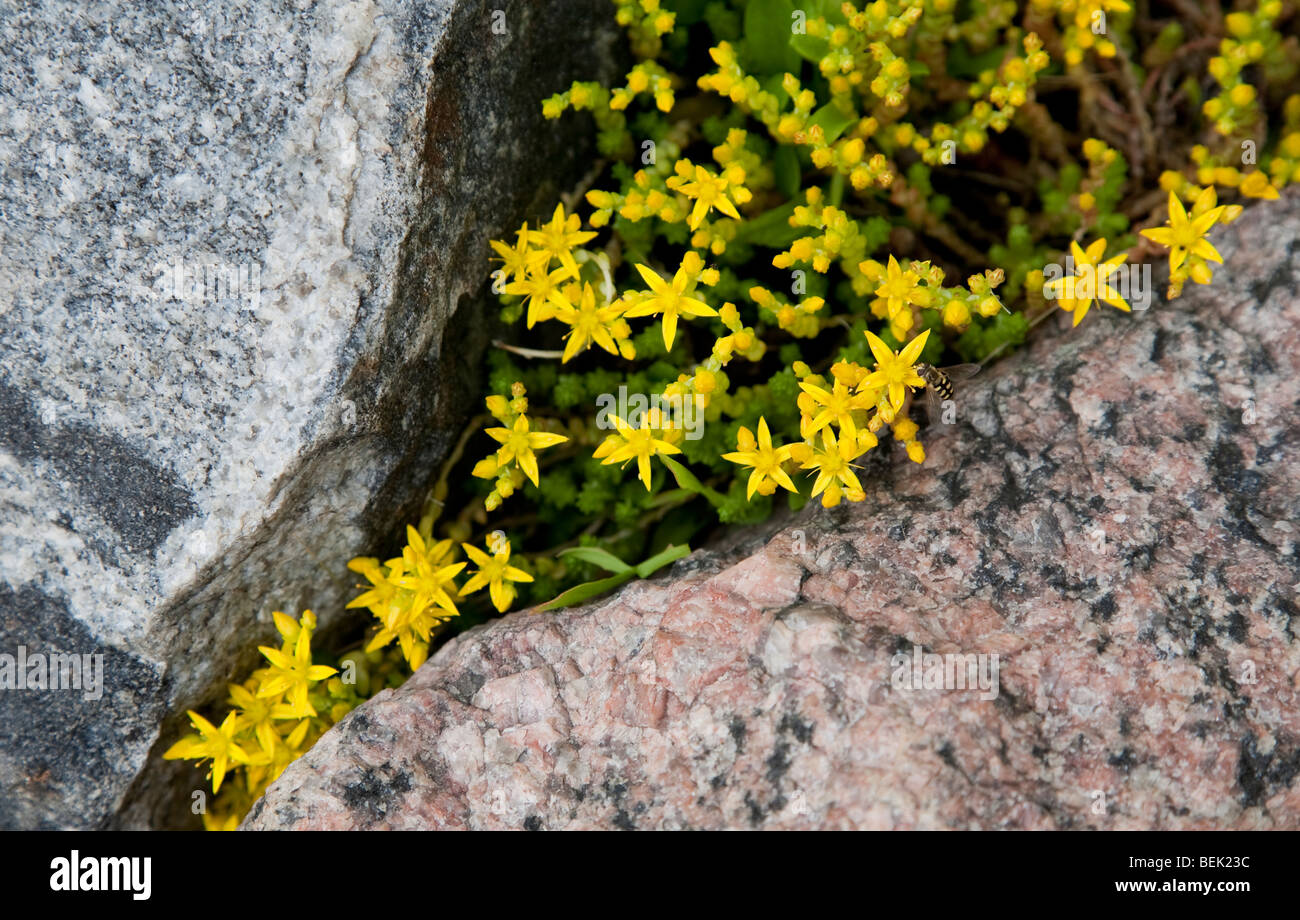 Sedum Acre blooming between rocks Stock Photo - Alamy