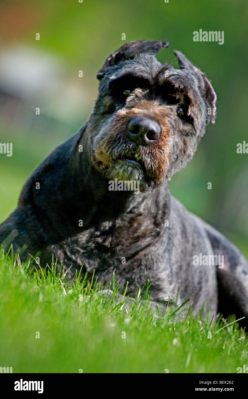 Bouvier des Flandres dog lying in the grass on lawn in garden, Belgium Stock Photo