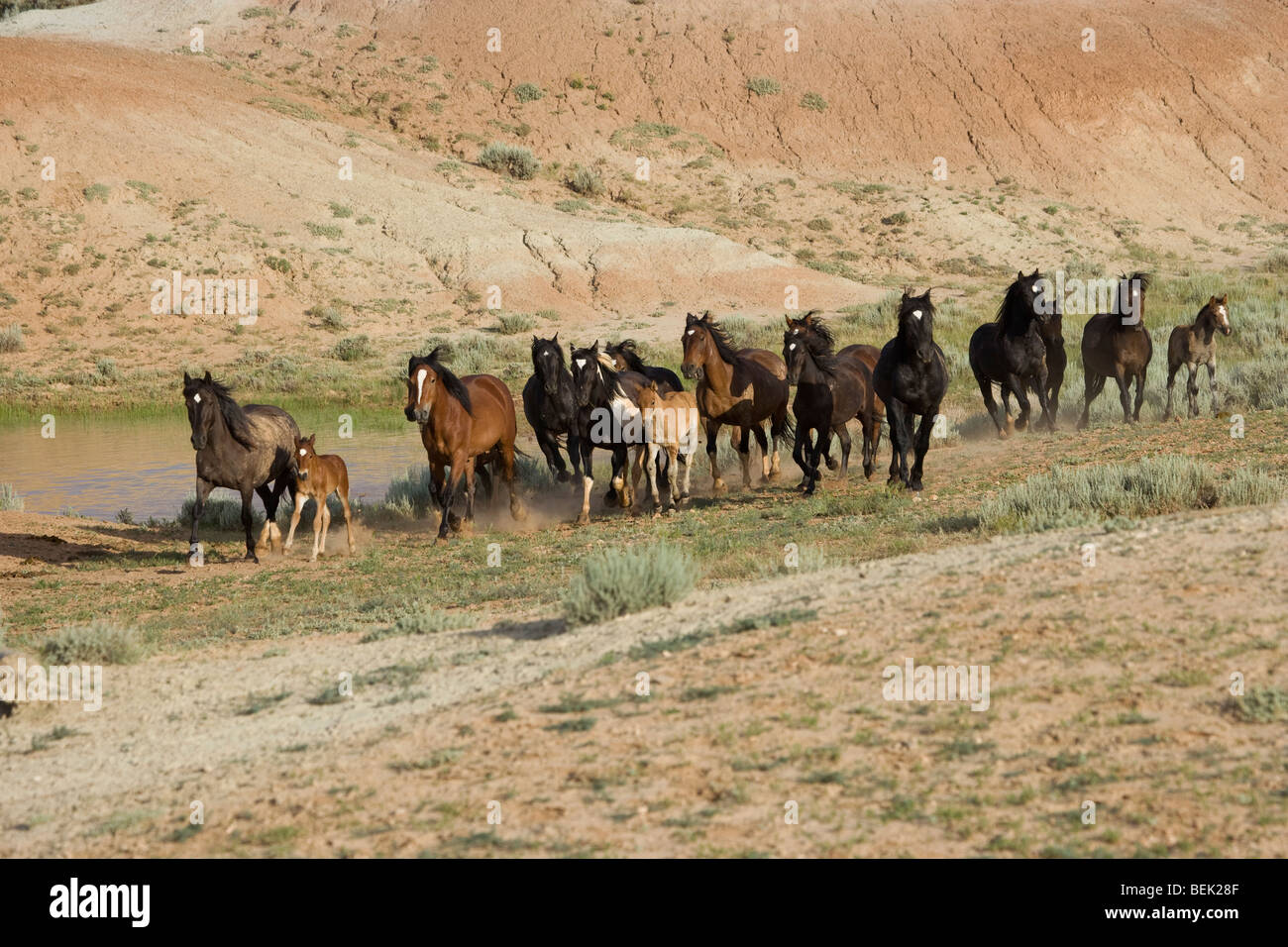 Animal Horse McCullough Peaks Mustang Wild US USA Stock Photo Alamy