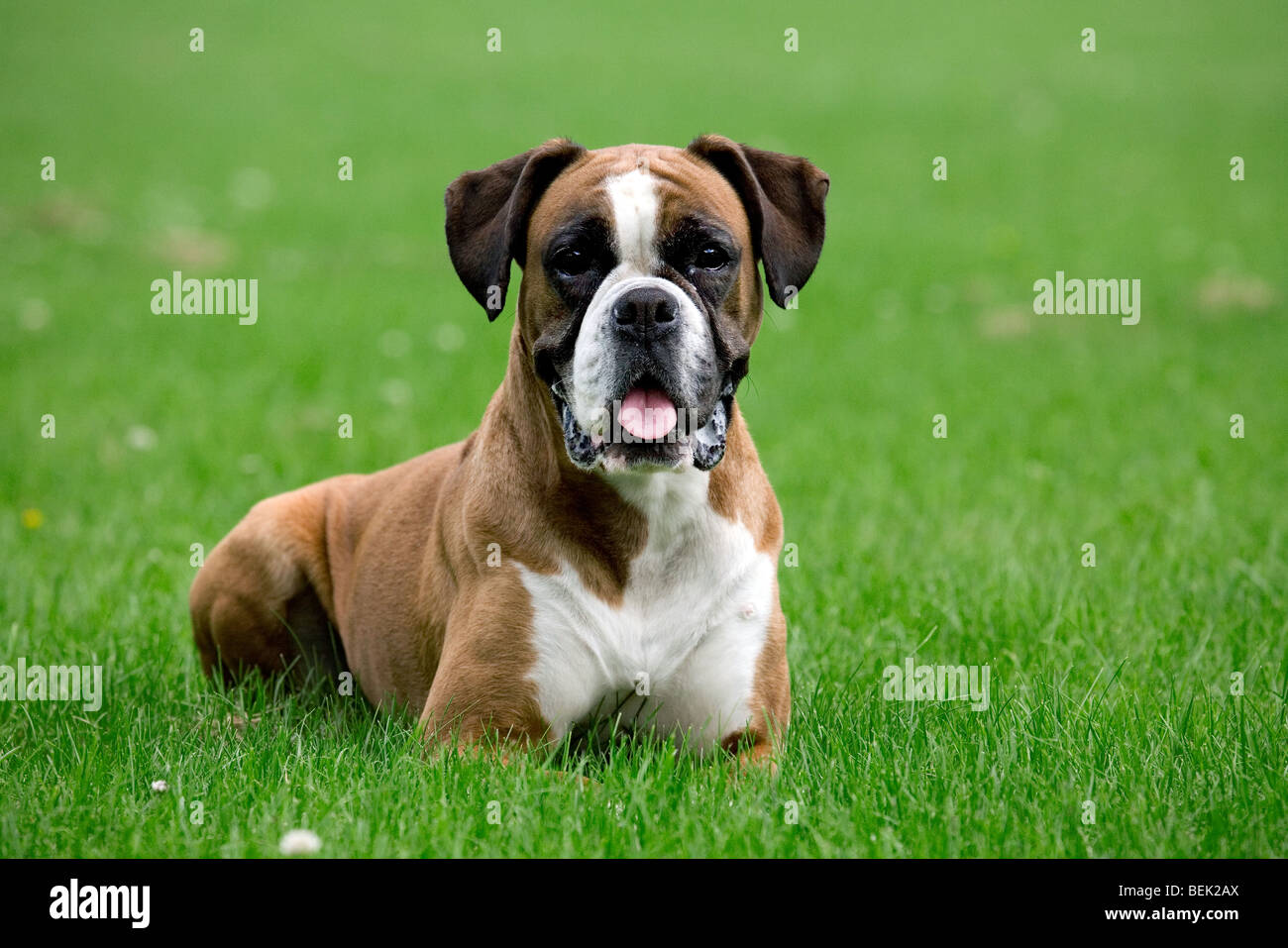 Boxer dog hires stock photography and images Alamy