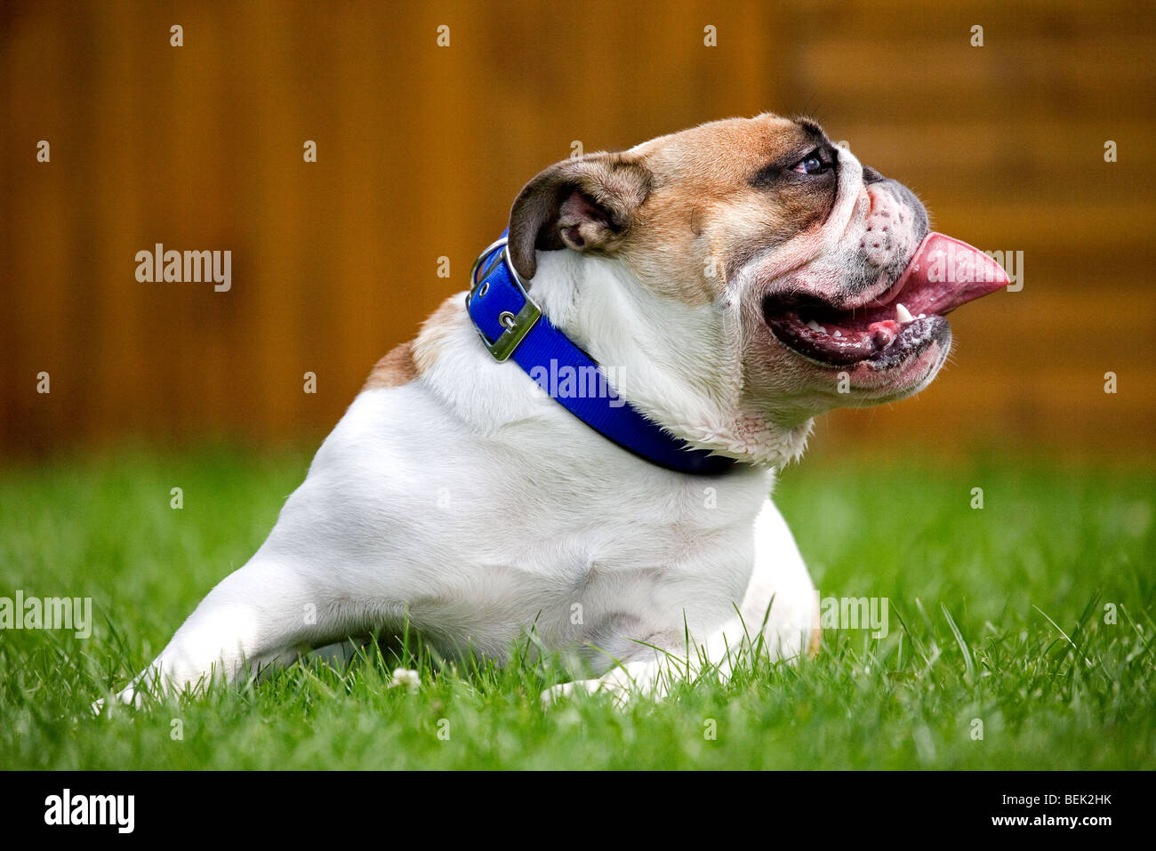 Bulldog, British dog breed on lawn in garden Stock Photo