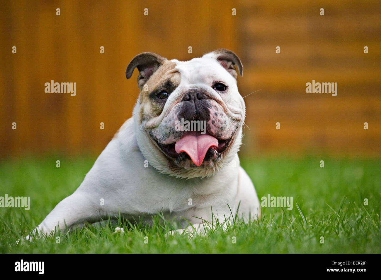 Bulldog, British dog breed on lawn in garden Stock Photo Alamy