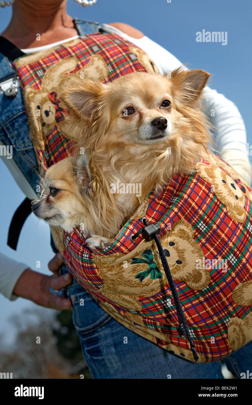 Chihuahua bag hi-res stock photography and images - Alamy