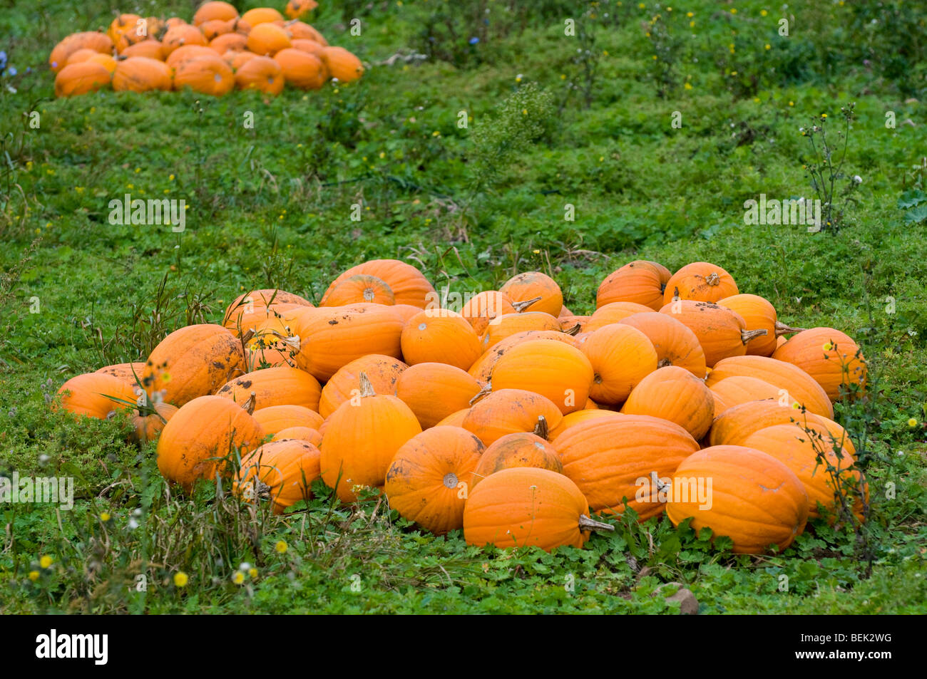 A pile of pumpkins Stock Photo - Alamy