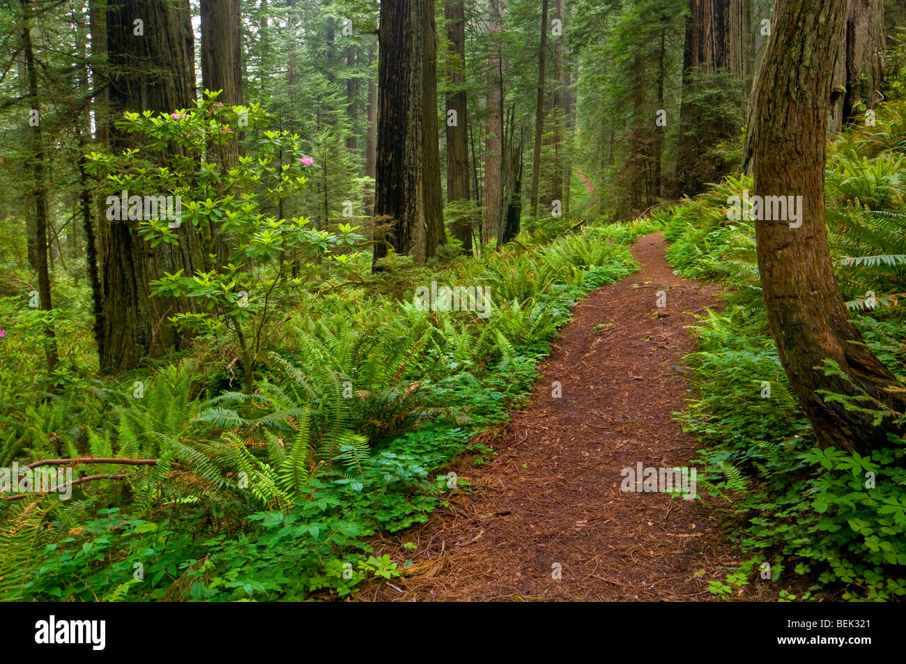Trail through redwood trees and forest, Del Norte Coast Redwood State Park, California Stock Photo