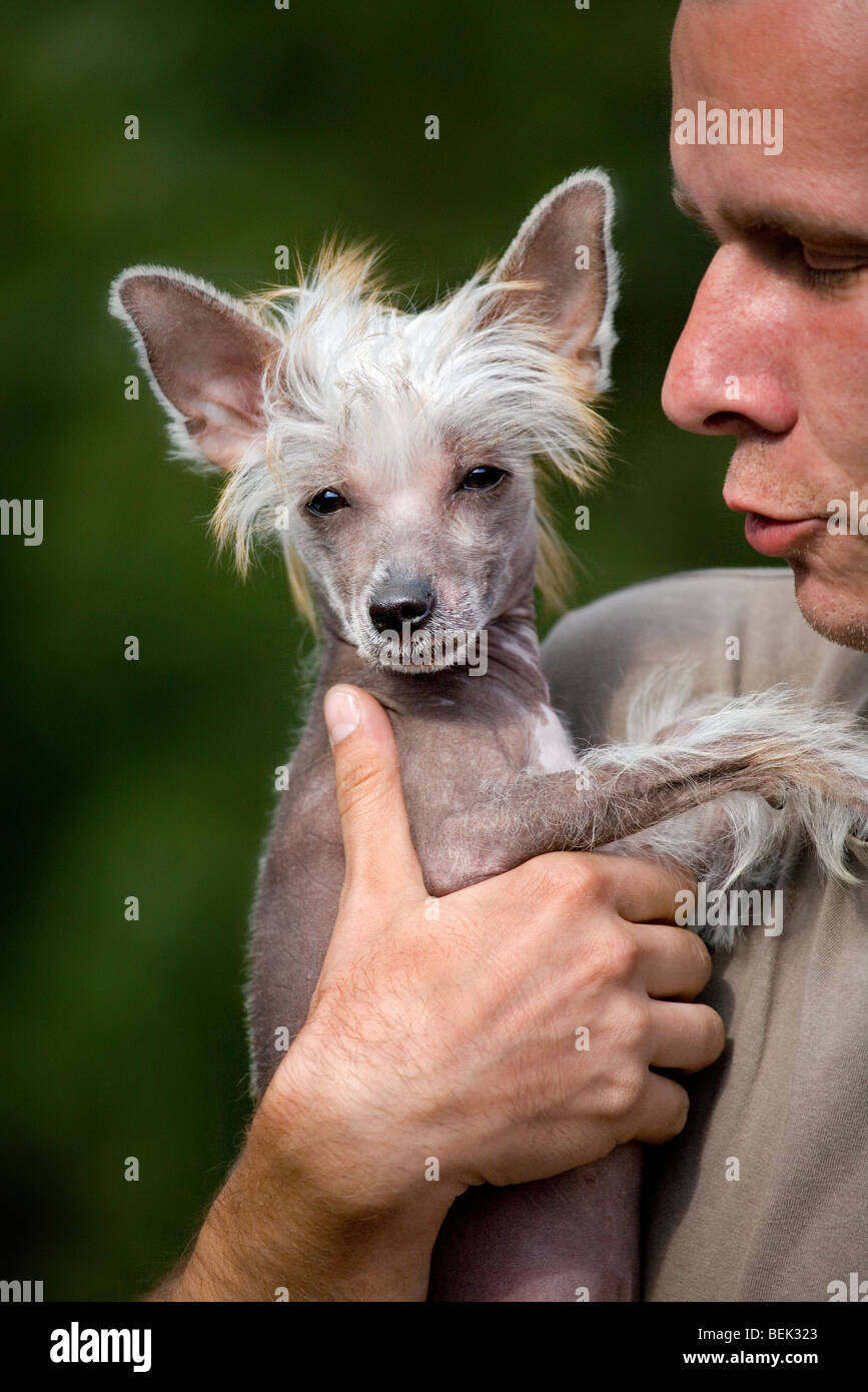 Chinese crested dog, hairless breed from China Stock Photo