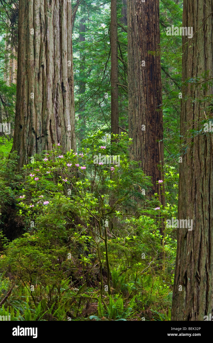Wild rhododendrons bloom in Redwood tree forest, Del Norte Coast Redwood State Park, California Stock Photo