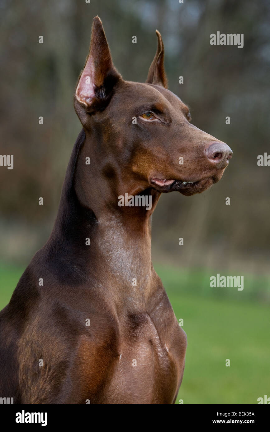Close-up of Doberman Pinscher / Pincher / Dobermann (Canis lupus familiaris) in garden Stock Photo