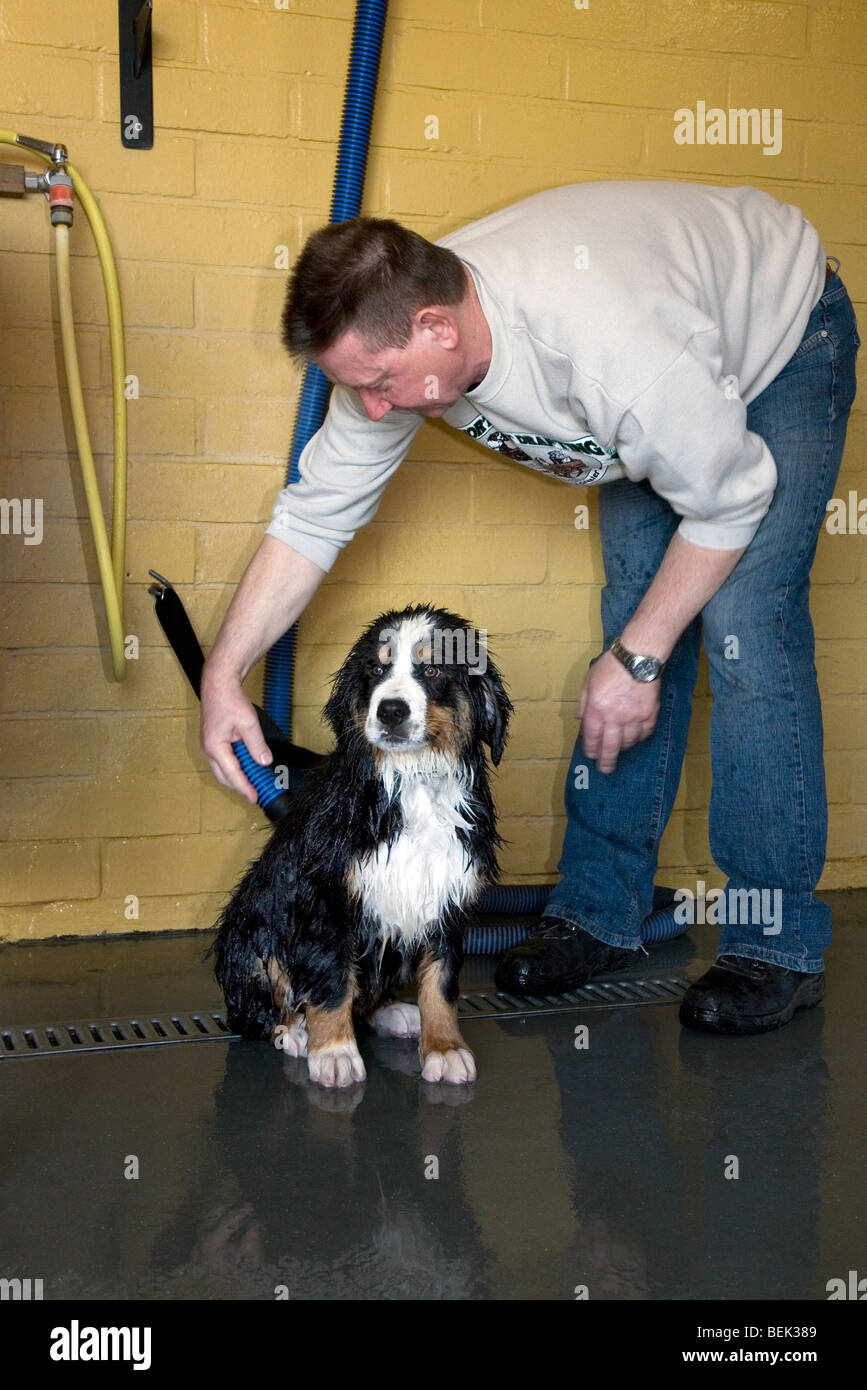 Man washing his dog hires stock photography and images Alamy