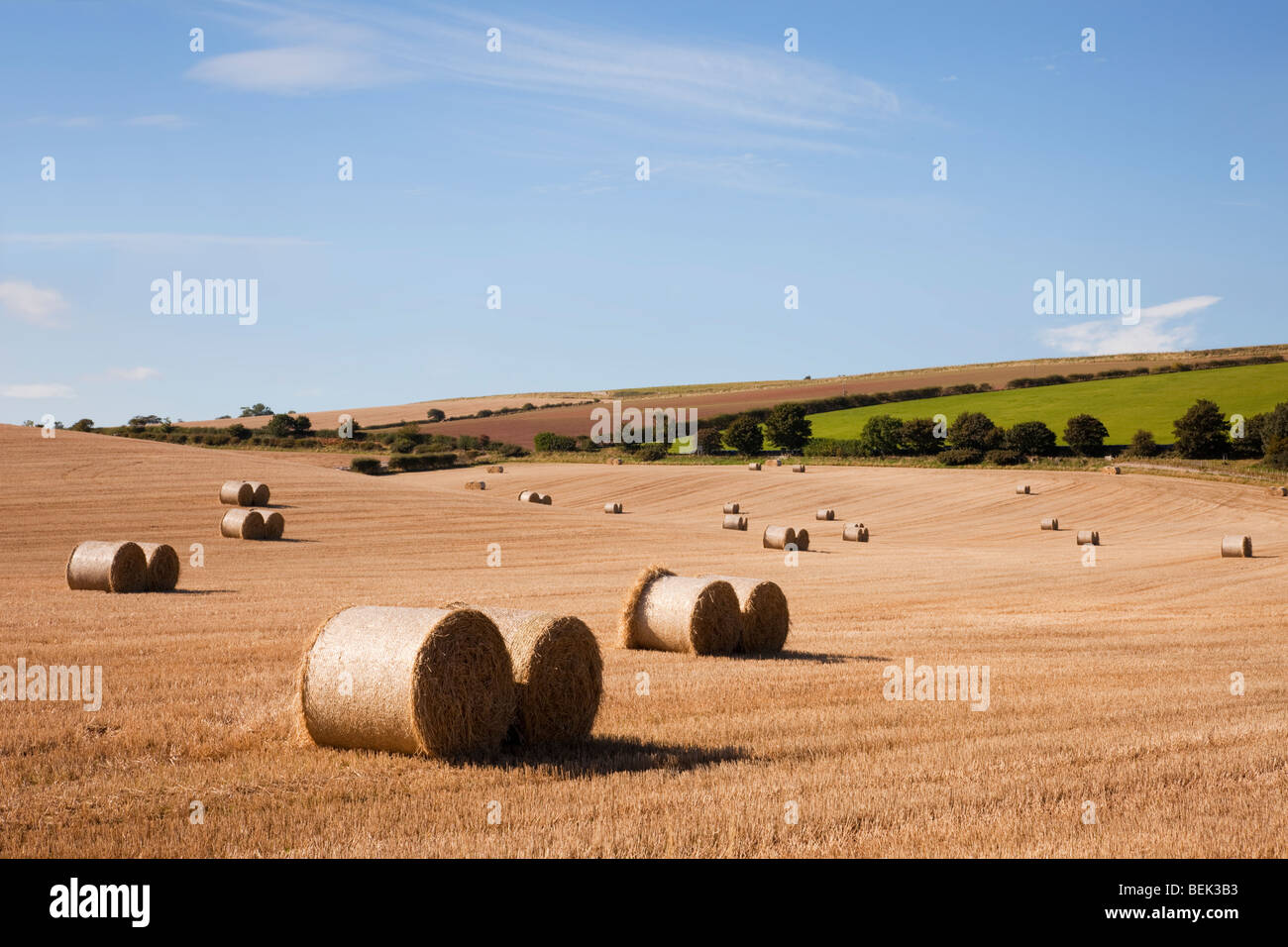 Countryside scene with view across golden arable field of round bales on farmland during harvest. St Abbs Berwickshire Scottish Borders Scotland UK Stock Photo