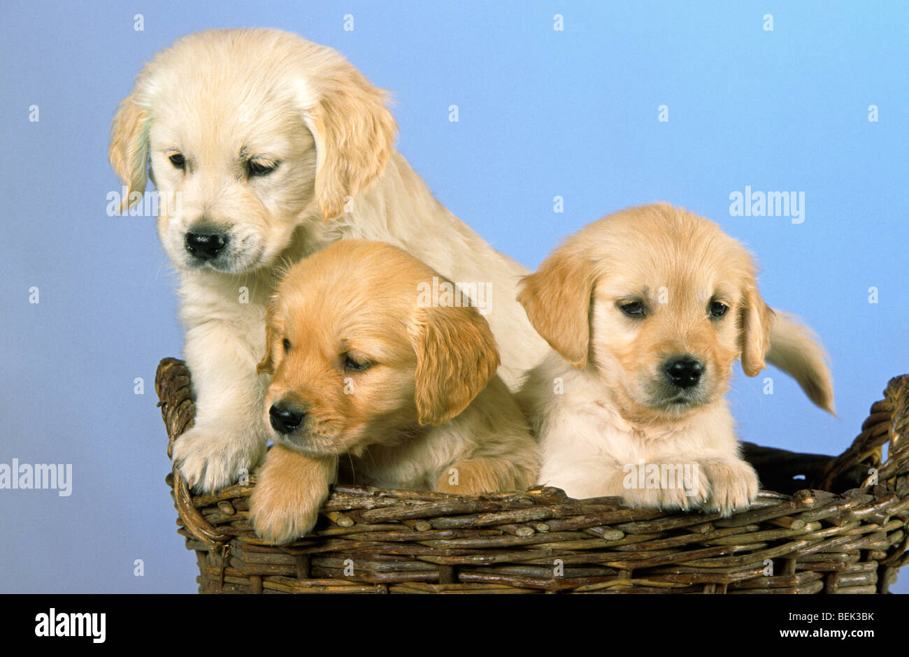 Cute Puppy falling asleep. Golden retriever puppy on Make a GIF