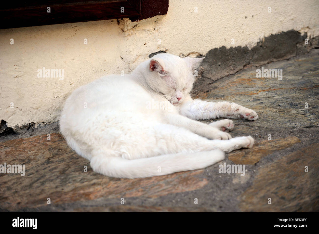 old white cat